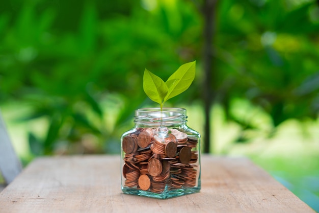 pièces et plante verte de plus en plus dans une bouteille en verre