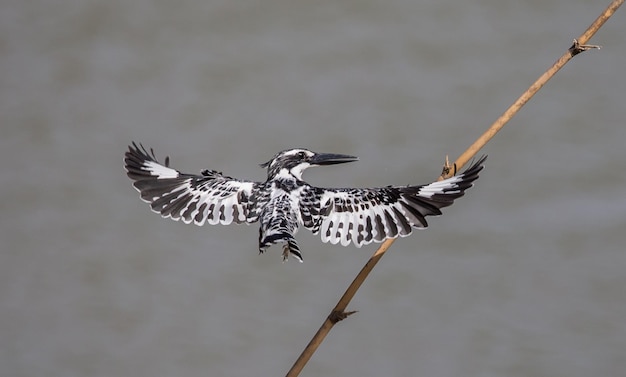 Pied Kingfisher planant au-dessus de la rivière en Thaïlande