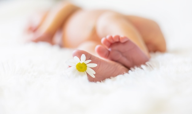 Photo pieds de bébé nouveau-né à la camomille
