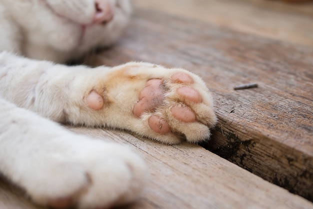 Pieds de chat