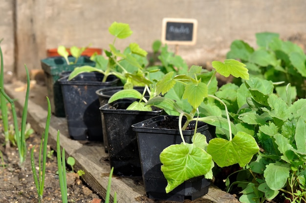 Pieds de courgette