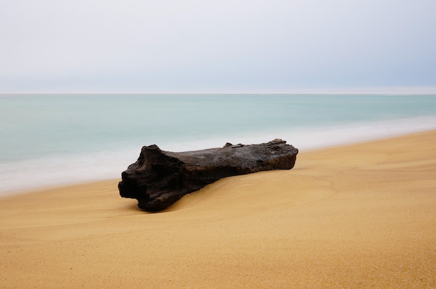 Piège à bois sur la plage