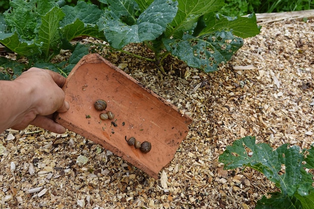 Photo piège efficace pour les escargots dans le jardin potager escargots nuisibles dans les récoltes escargot dans les carreaux de toit