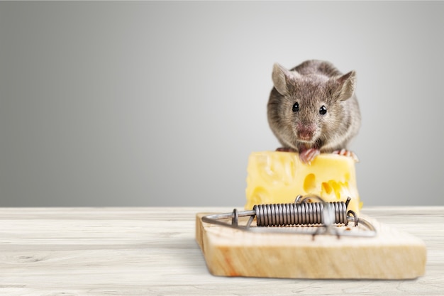 Photo piège à souris avec fromage et souris