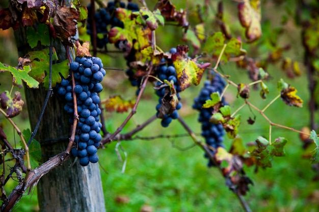 Piemonte : vignoble italien début octobre