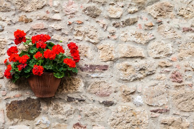 Pienza, région Toscane, Italie. Vieux mur avec des fleurs