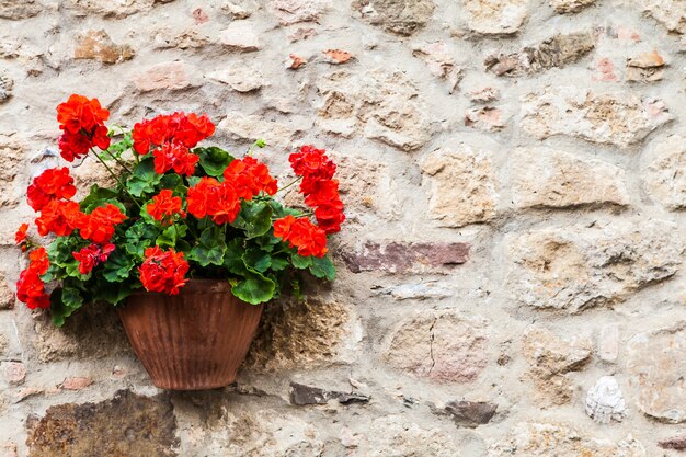 Pienza, région Toscane, Italie. Vieux mur avec des fleurs