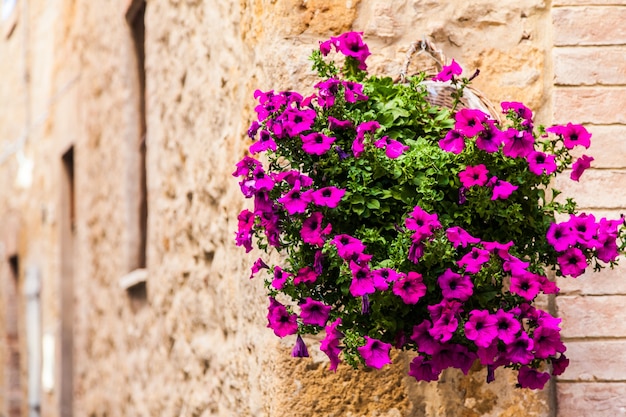 Pienza, région Toscane, Italie. Vieux mur avec des fleurs