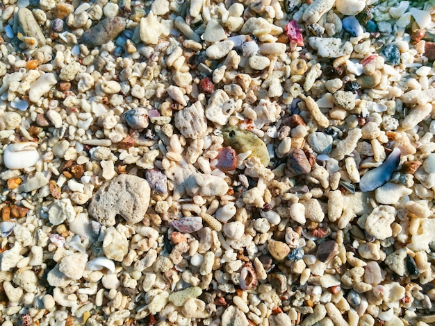 Pierre et coquillage sur la plage