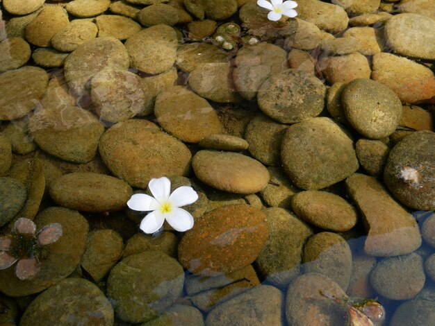 pierre à eau et fleur blanche