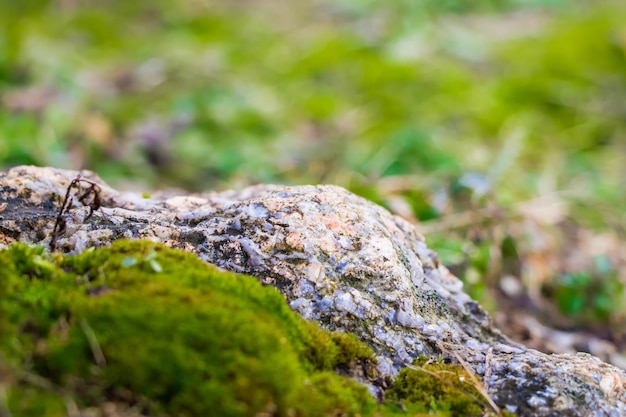 Pierre de granit naturel recouvert de mousse verte libre