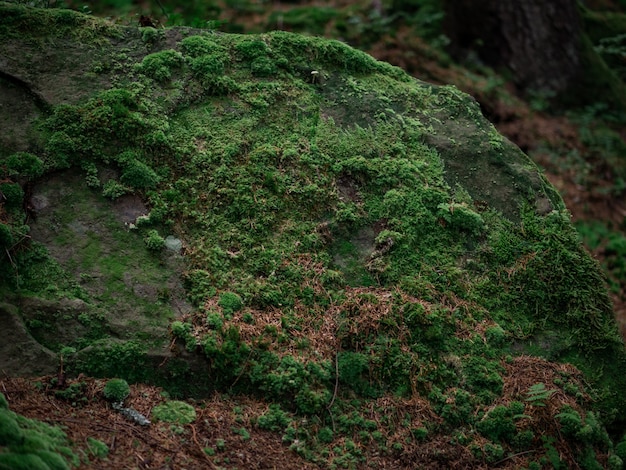 Une pierre incroyable envahie par la mousse dans la forêt