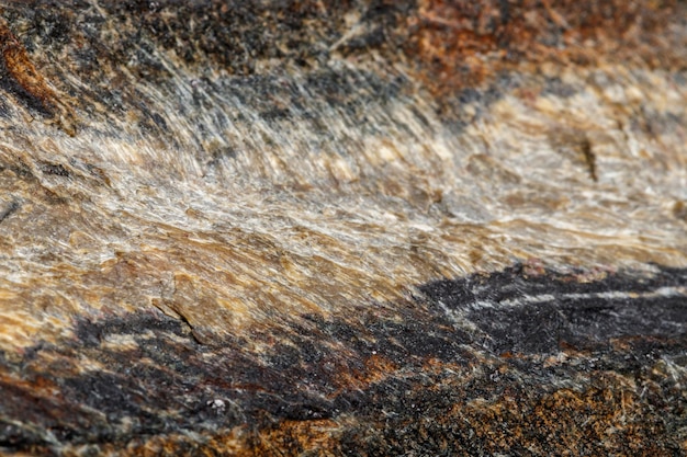 Pierre minérale macro Oeil de serpent dans la roche un fond blanc gros plan