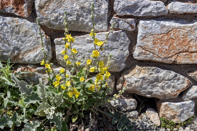 La pierre naturelle grise de fond et une plante