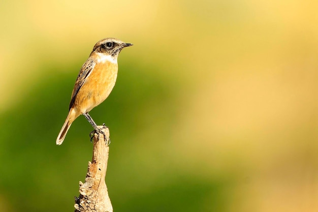 La pierre de pierre africaine est une espèce de passereau de la famille des muscicapidae