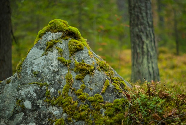 Pierre de rocher recouverte de mousse verte luxuriante dans la forêt