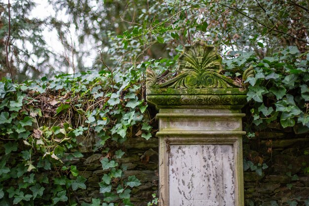 Une pierre tombale avec du lierre sur un ancien cimetière