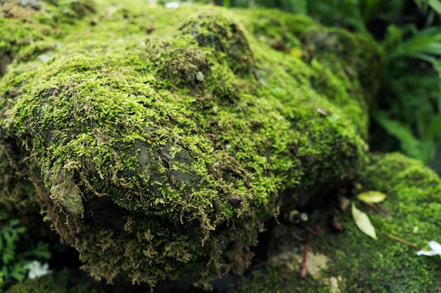 Pierres de couverture de mousse verte et sur le sol dans la forêt