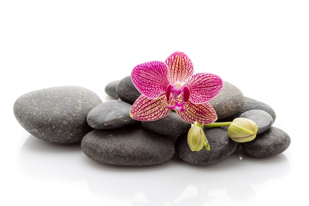 Pierres de massage spa et fleurs d'orchidées