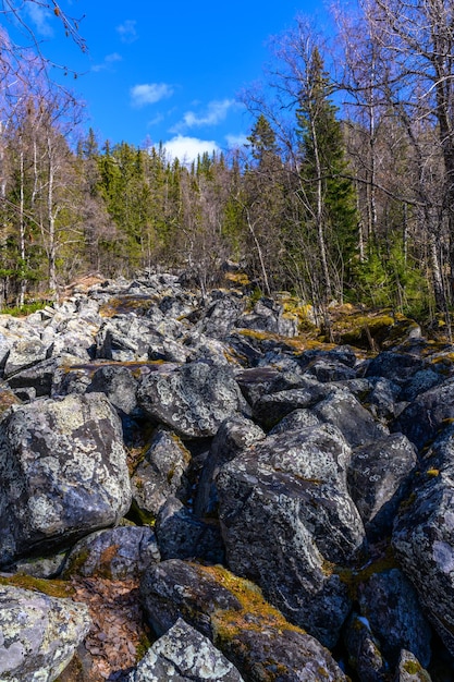 Pierres pavées de l'Oural du Sud kurumnik mousse avec une végétation de paysage unique et la diversité de la nature