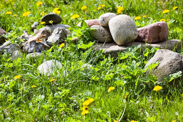 pierres qui reposent sur l'herbe verte du printemps avec des pissenlits en fleurs