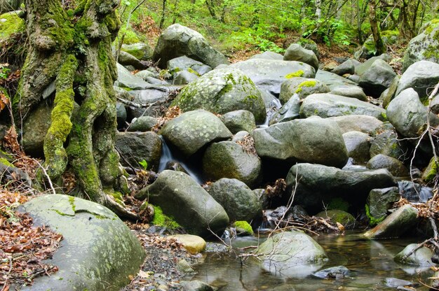 Pierres Ruisseau de montagne Le rivage rocheux L'eau coule sur les rochers