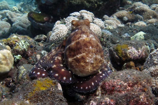 Une pieuvre géante nage le long du récif corallien. La vie marine de Bali.