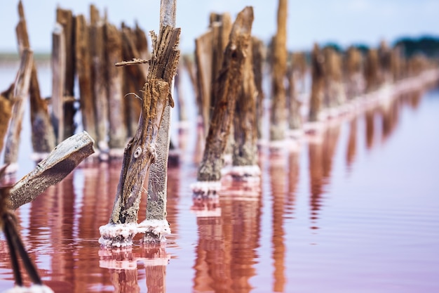 Des pieux en bois qui sortent du lac rose de l'usine de sel.