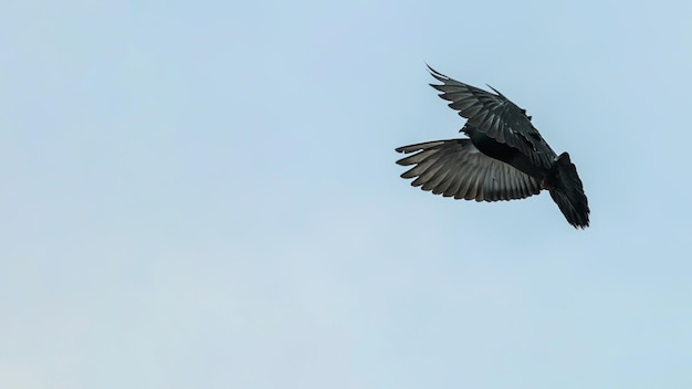 Pigeon biset ou colombe biset volant