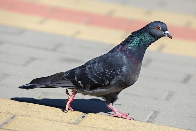 Le pigeon biset sur la place de la ville.