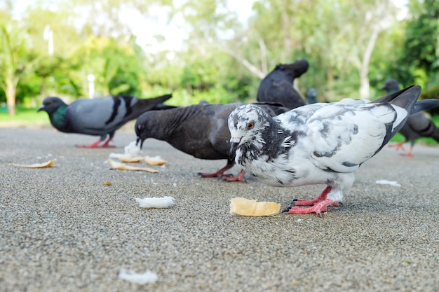 Le pigeon blanc ou colombe (Columba livia) est debout et mange du pain sur le trottoir du pub