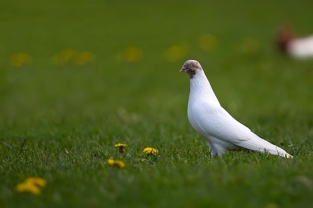 Pigeon blanc dans une clairière