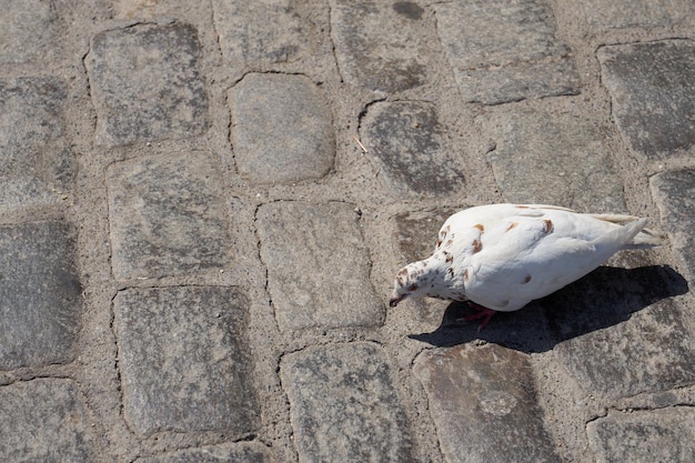 Un pigeon blanc à l'extérieur au soleil sur l'île de Crète