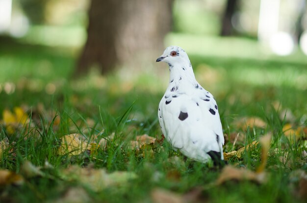 Pigeon blanc sur l&#39;herbe