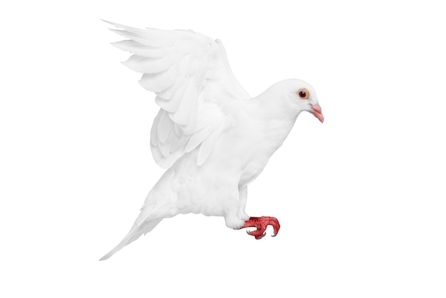 Pigeon blanc volant isolé sur fond blanc