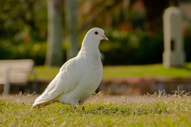 Pigeon blanc