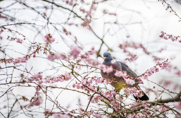 Pigeon sur une branche d'arbre