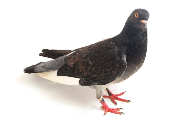 Photo pigeon brun commun sur fond blanc
