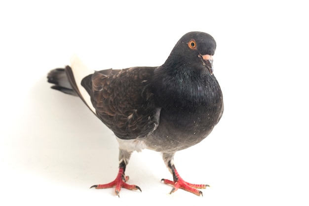 Pigeon brun commun sur fond blanc