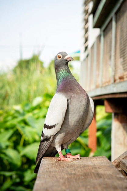 Photo pigeon colibri à la maison