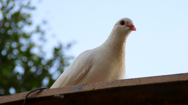 Pigeon colombe blanche assis sur le toit