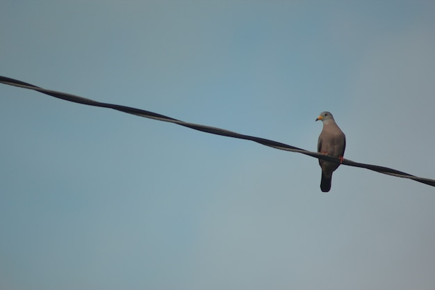 Photo pigeon commun