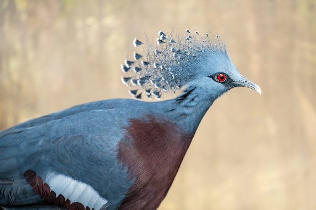 Le pigeon couronné Victoria, Goura victoria est un grand pigeon gris bleuâtre avec d'élégantes crêtes bleues en dentelle, une poitrine marron et des iris rouges