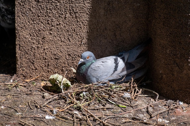 Un pigeon couve ses oeufs