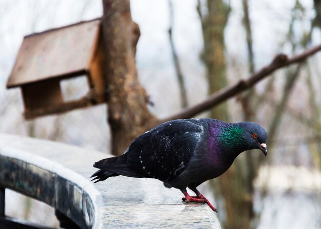 Pigeon dans un parc de la ville