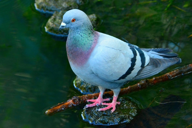 pigeon dans le parc