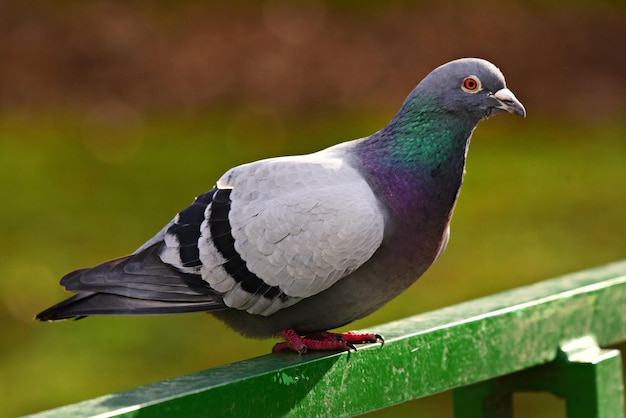 pigeon dans le parc