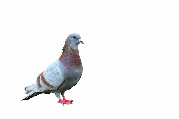 Photo pigeon debout isolé sur fond blanc.