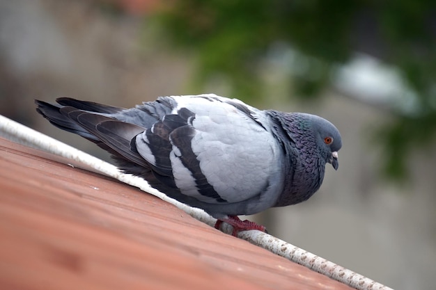 Pigeon debout sur un toit avec fond défocalisé