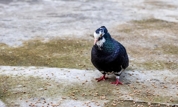 Pigeon domestique commun mangeant des graines de blé seul sur le toit